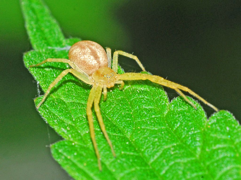 Un ragno rose: Philodromus cfr. rufus - Campora (GE)